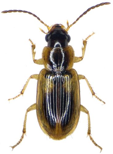 Réf. 298 101 : Acupalpus elegans